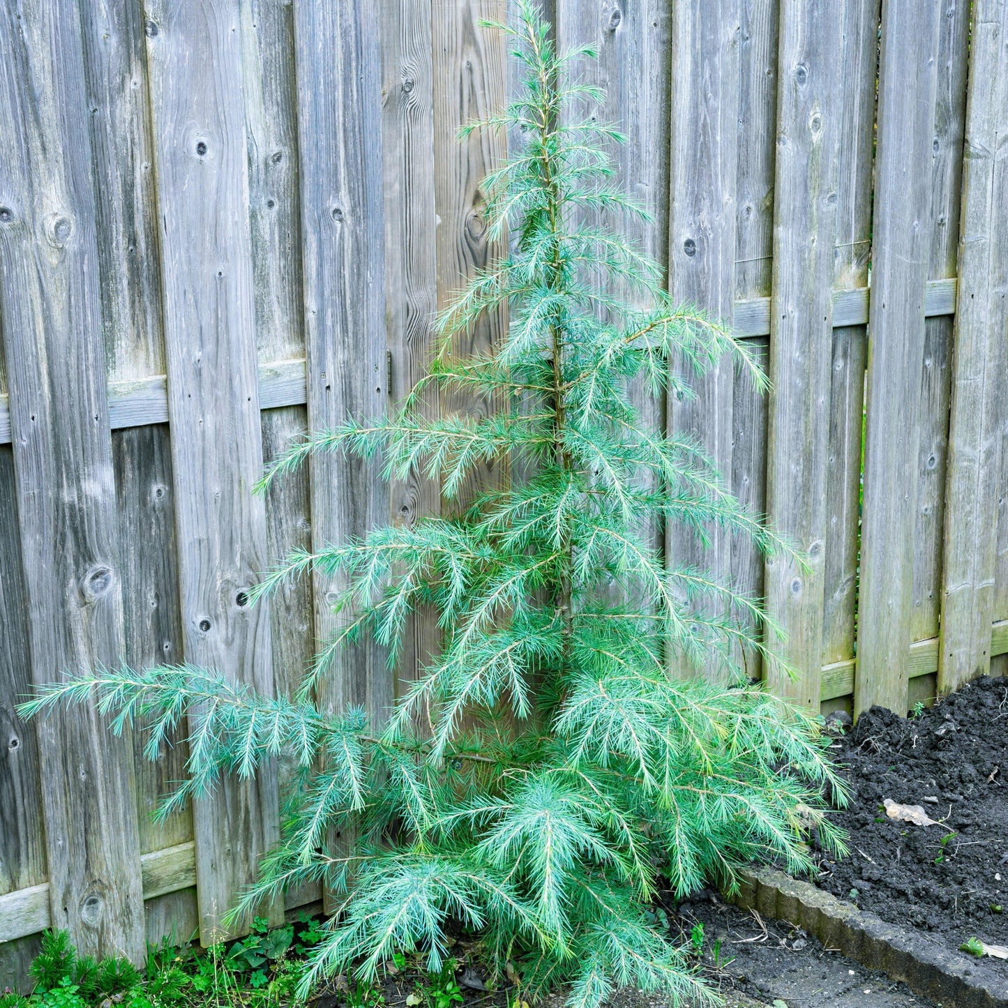 KARL FUCHS DEODAR CEDAR 6-7ft