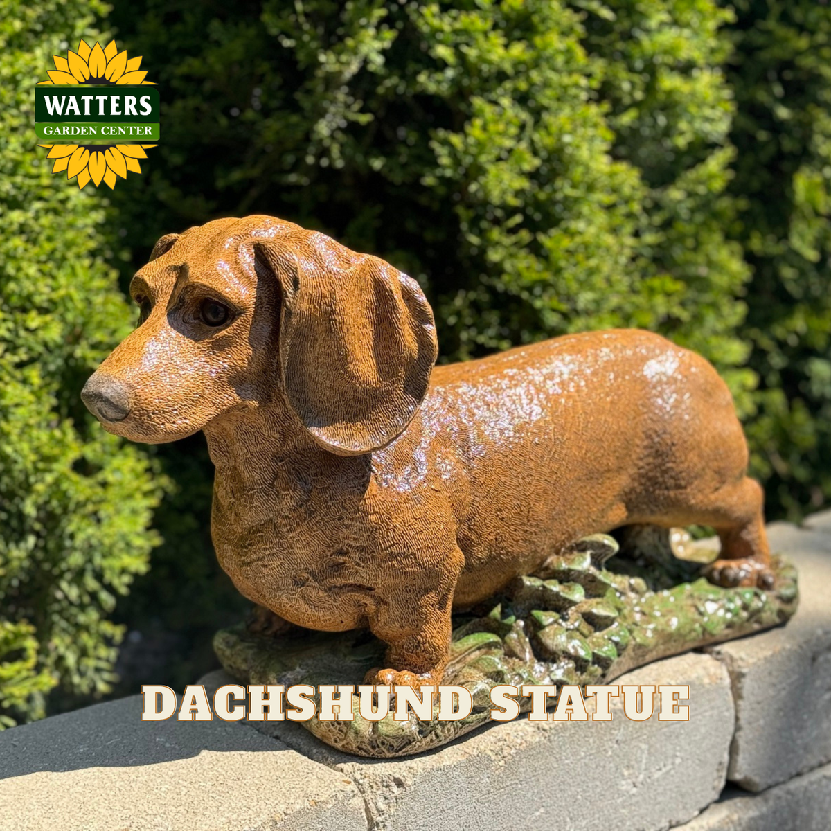 A brown dachshund statue displayed outdoors on a stone ledge with green foliage in the background. The Watters Garden Center logo is visible in the top-left corner, and 'DACHSHUND STATUE' text is overlaid at the bottom.