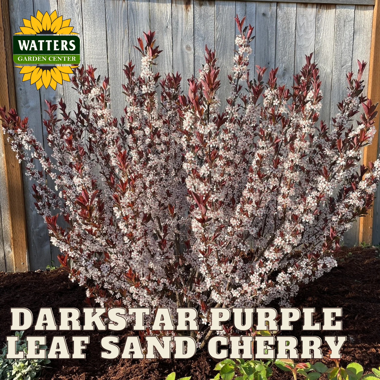 DARKSTAR PURPLE LEAF SAND CHERRY 2gal – Watters Garden Center