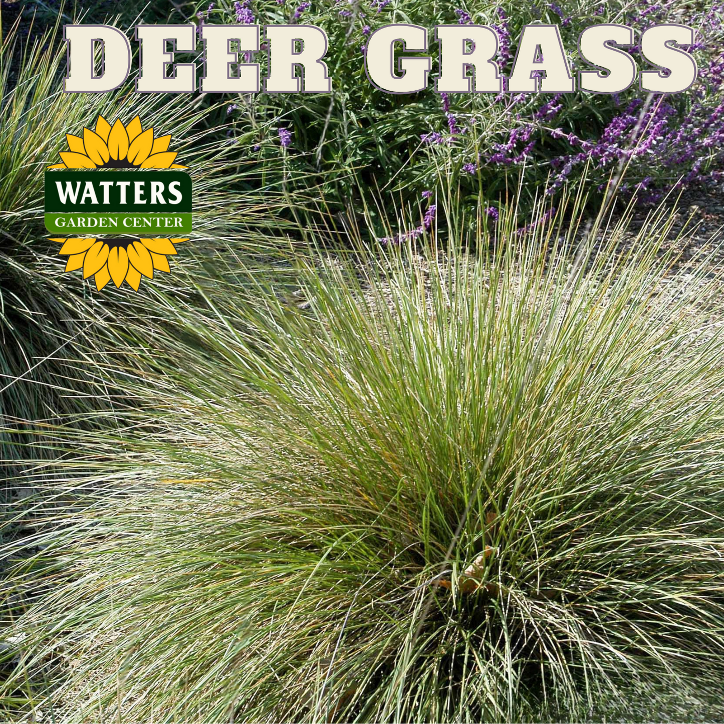 DEER GRASS 1gal
