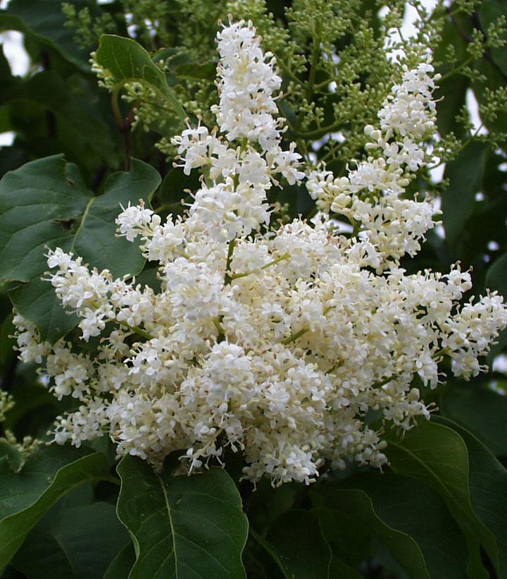 IVORY SILK LILAC 10gal