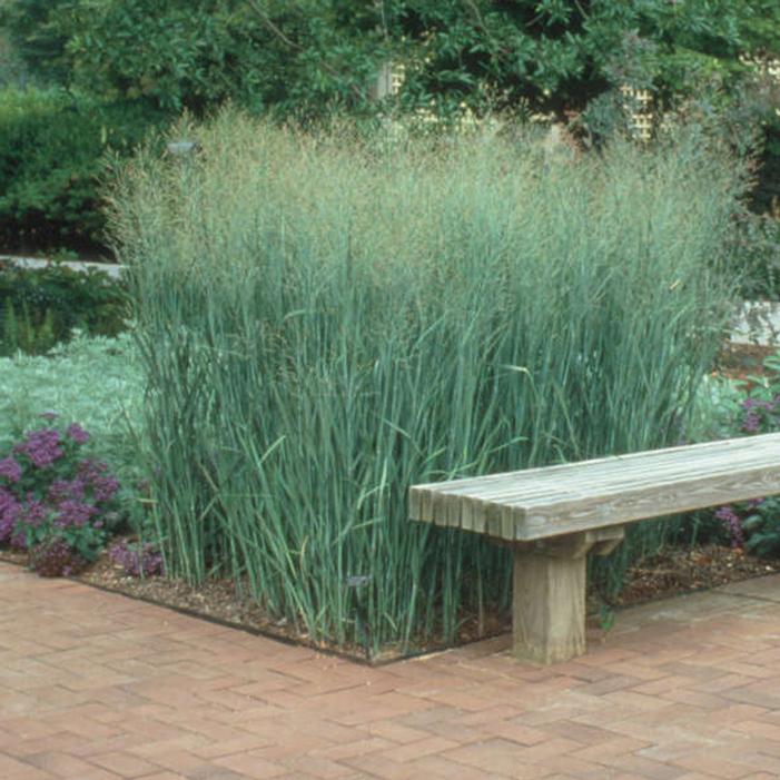 HEAVY METAL BLUE SWITCH GRASS 2gal