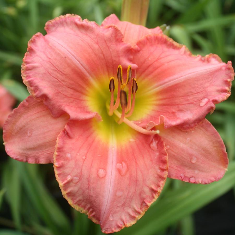 CORAL DAYLILY 1 GAL