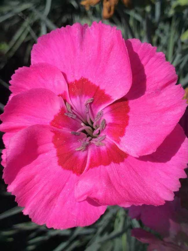 BUMBLEBERRY PIE DIANTHUS 1gal