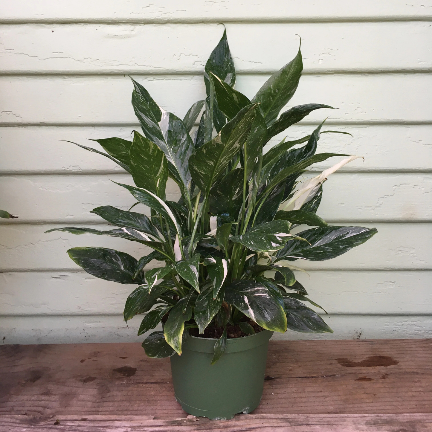 A potted variegated ZZ plant with green and white leaves, in a dark green plastic pot, sitting on a wooden surface against a light green paneled wall.