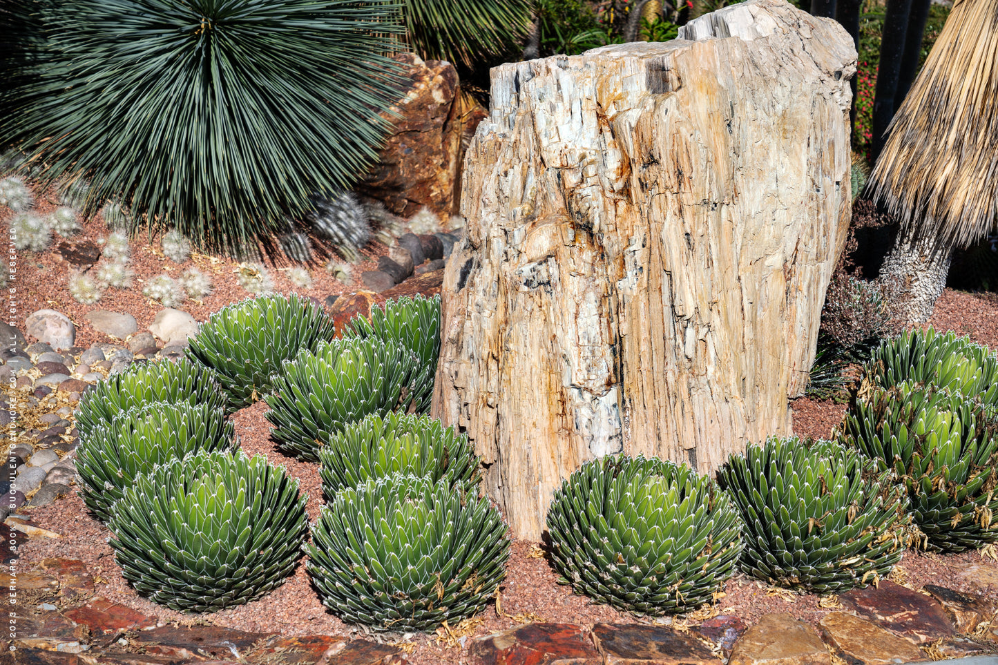 QUEEN VICTORIA AGAVE 6in