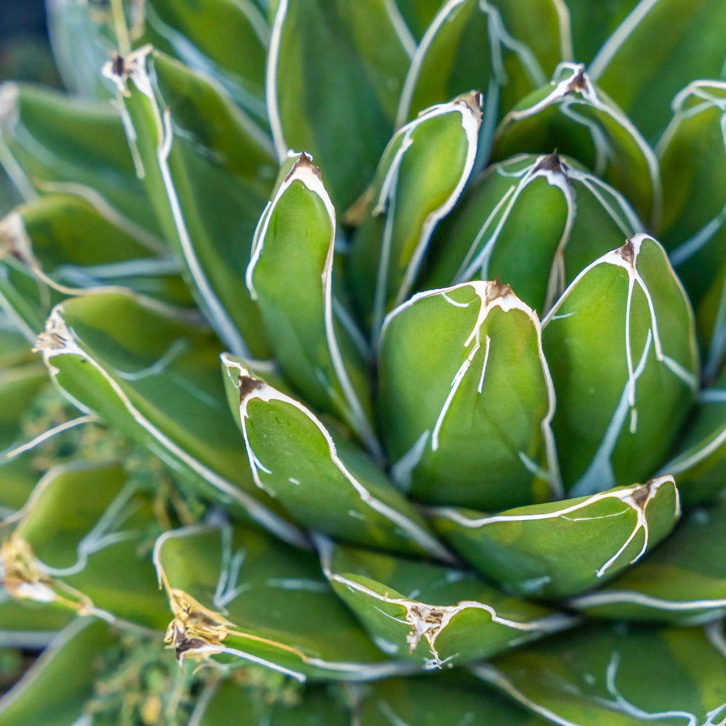 QUEEN VICTORIA AGAVE 6in