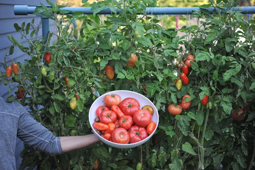 TOMATO & PEPPER SET RTU 32oz
