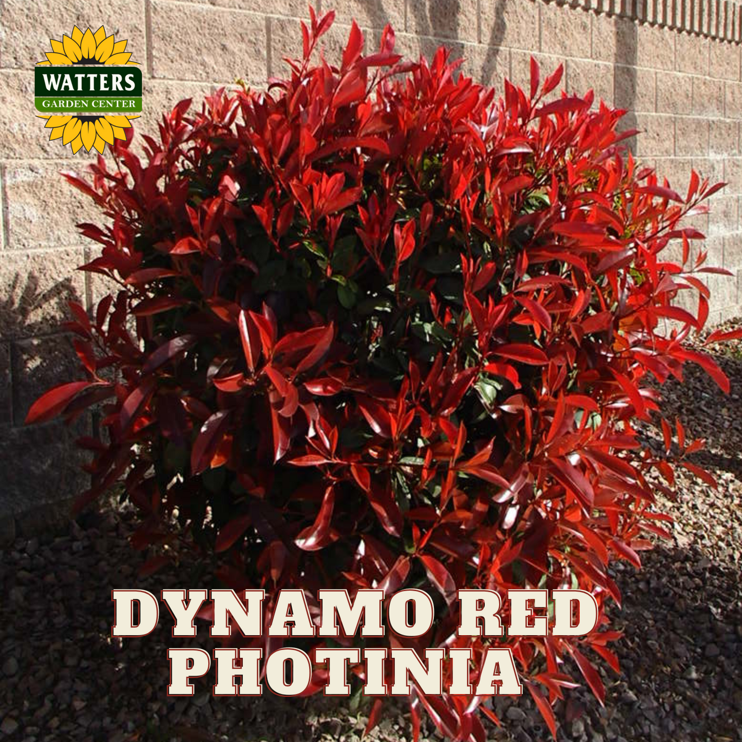 RED DYNAMO PHOTINIA 2gal