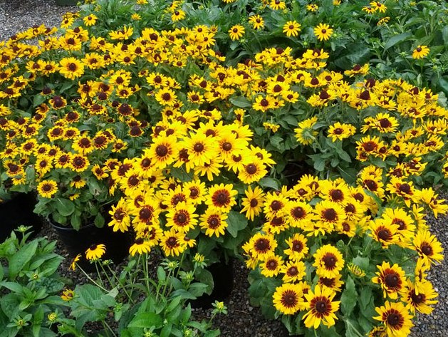 ASSORTED RUDBECKIA 1gal