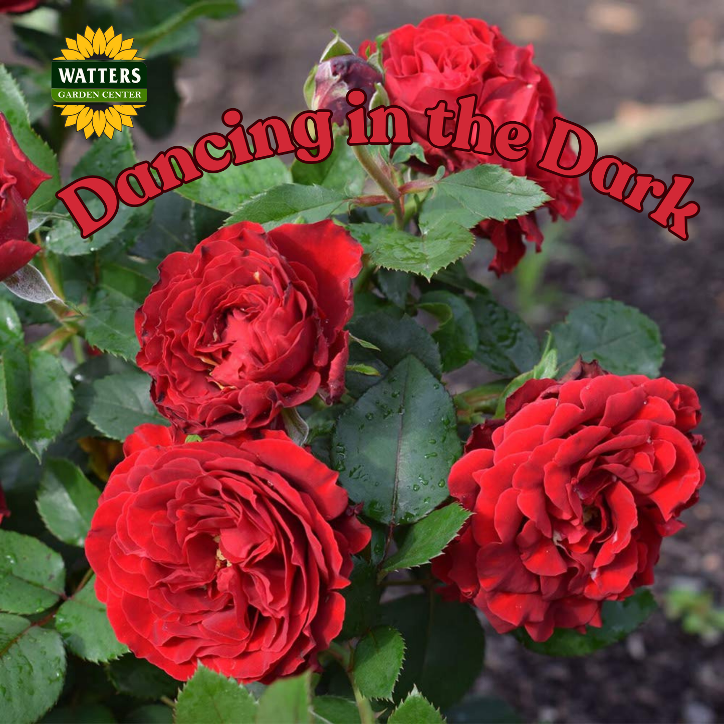 DANCING IN THE DARK ROSE 3gal