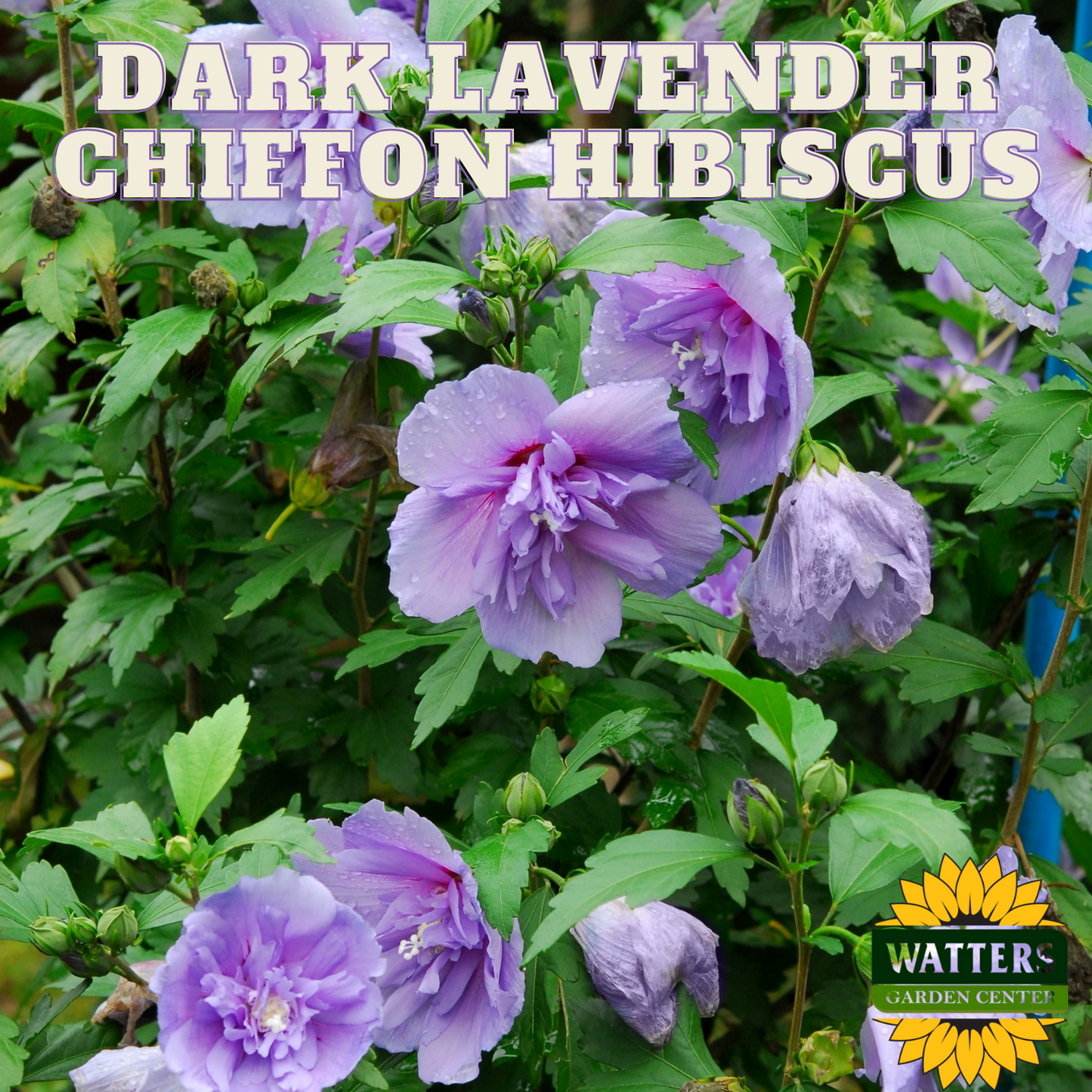 DARK LAVENDER CHIFFON HIBISCUS 2gal