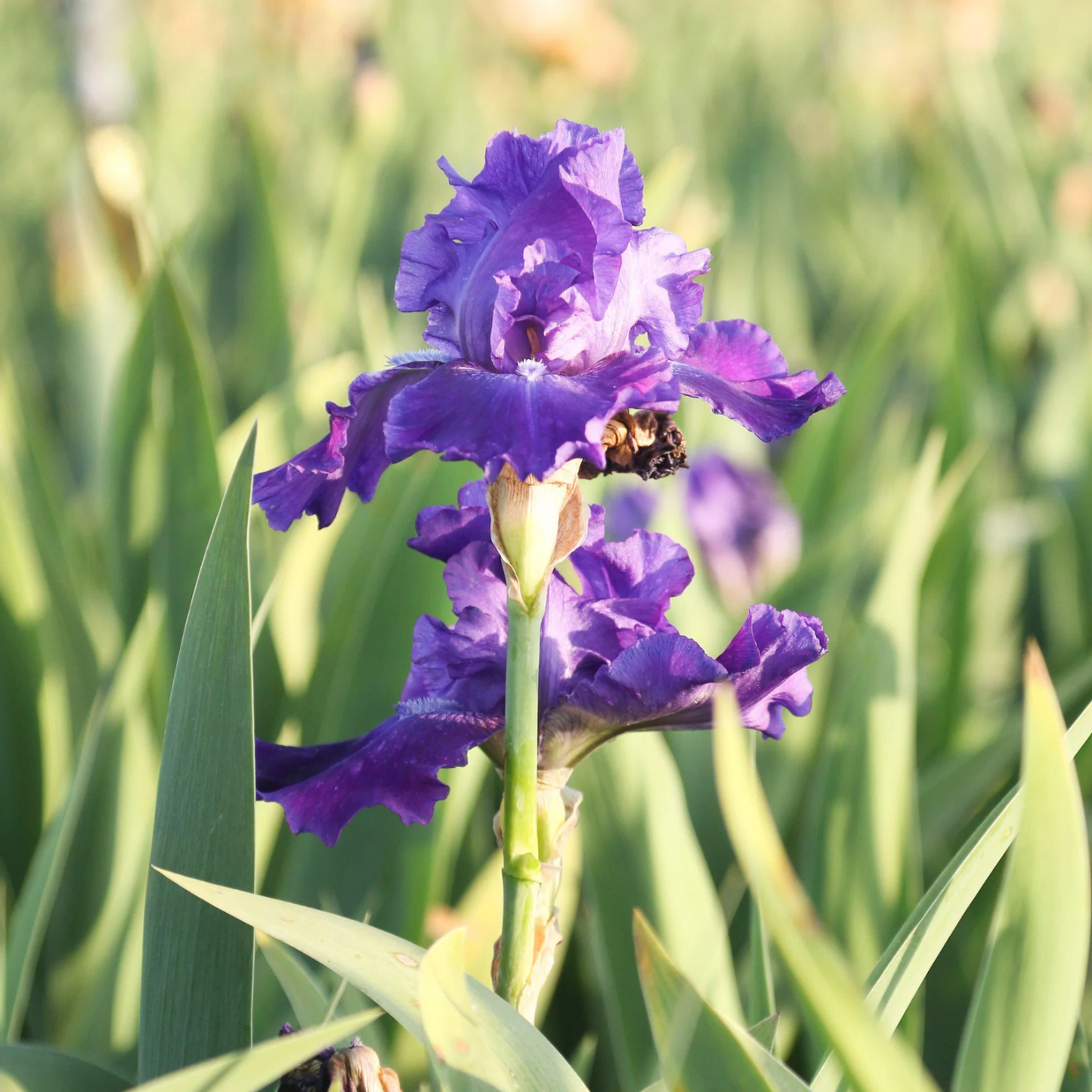 A close-up of a purple iris flower in a field, with green leaves and stems surrounding it and a small bee resting on one of the petals.