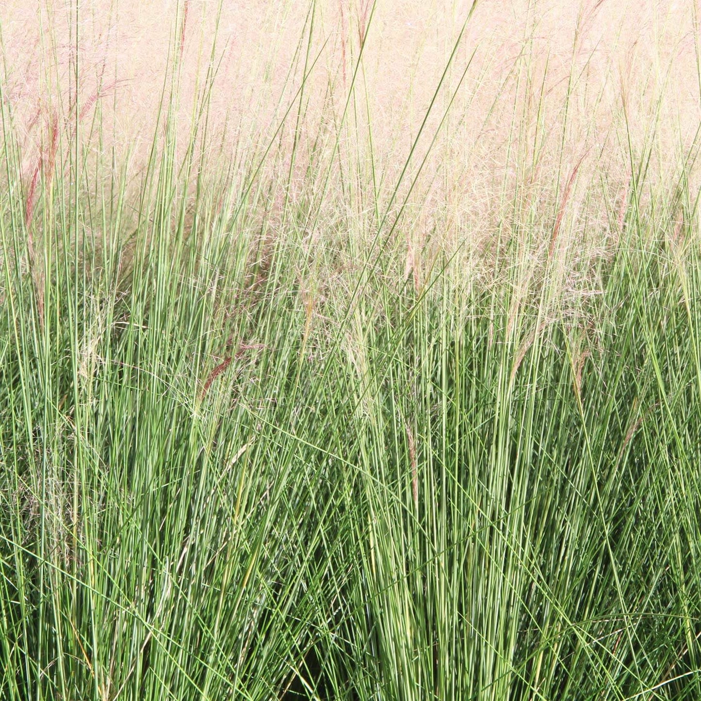 DEER GRASS 1gal