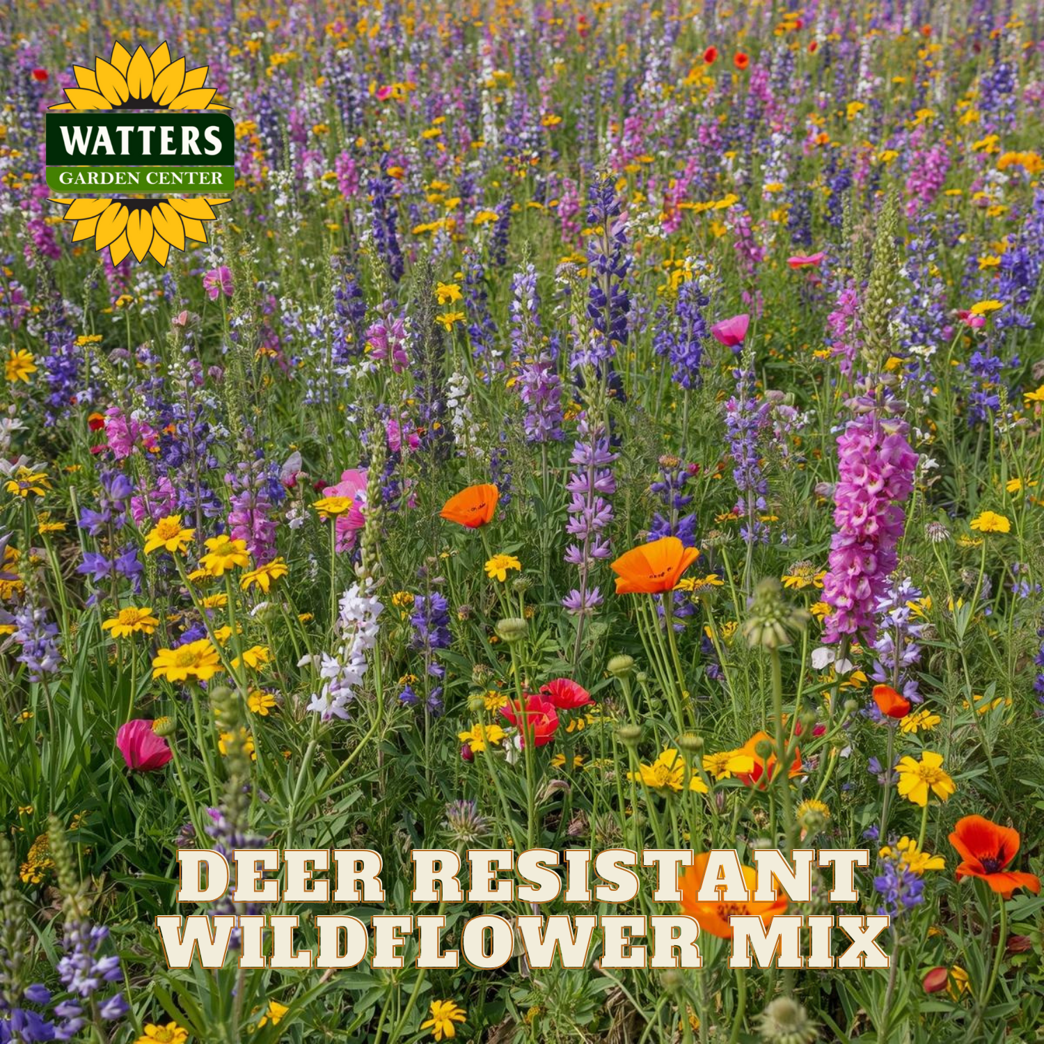 DEER RESISTANT WILDFLOWER MIX – Watters Garden Center