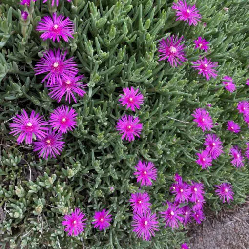 PURPLE ICE PLANT 1gal