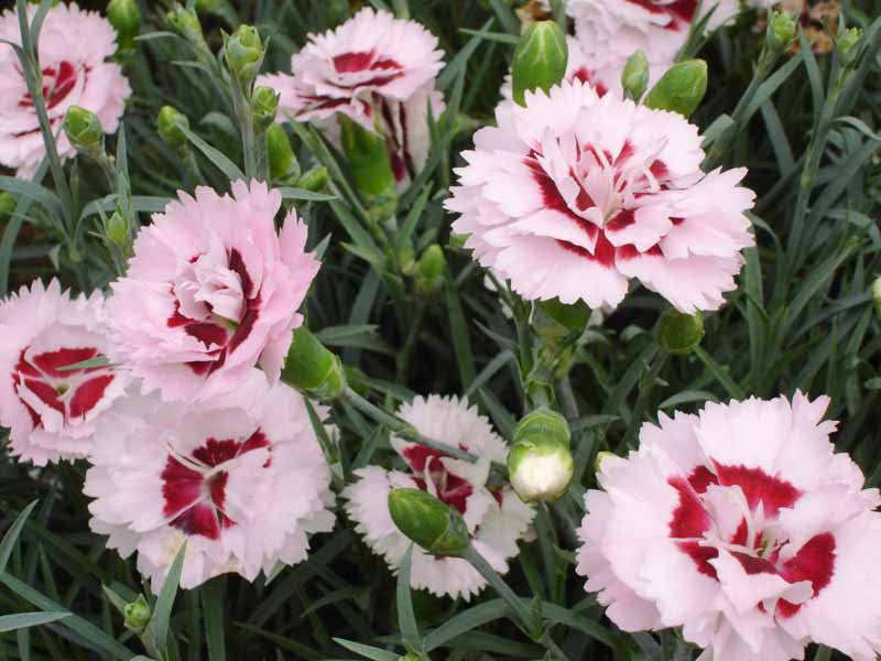 RASPBERRY SURPRISE DIANTHUS 1gal