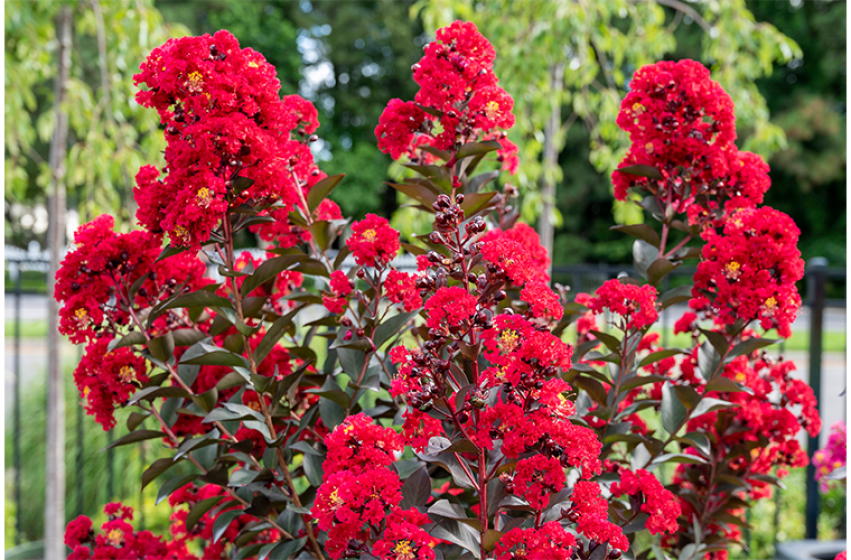 DOUBLE DYNAMITE CRAPE MYRTLE 5gal