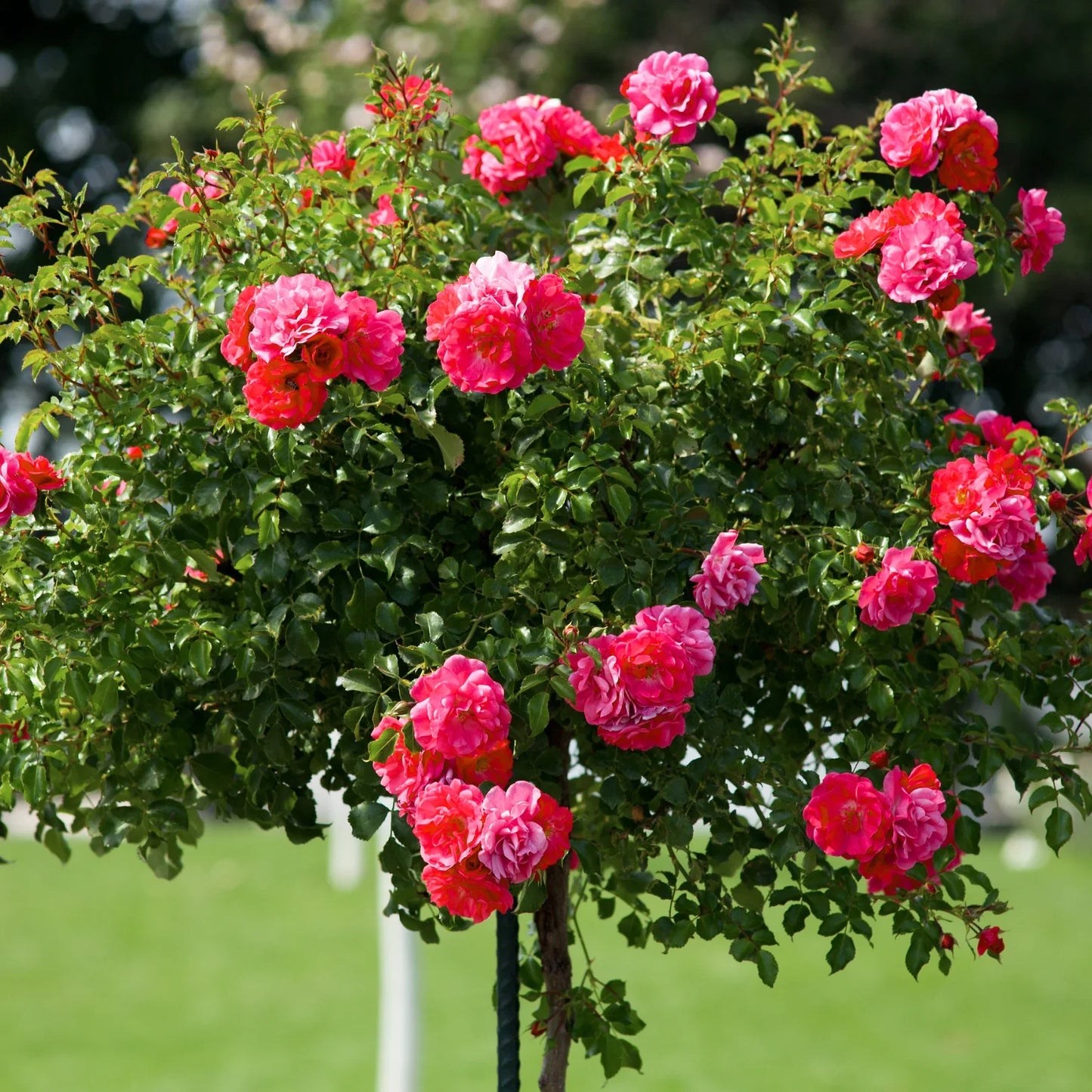 DOUBLE KNOCK OUT ROSE 5gal
