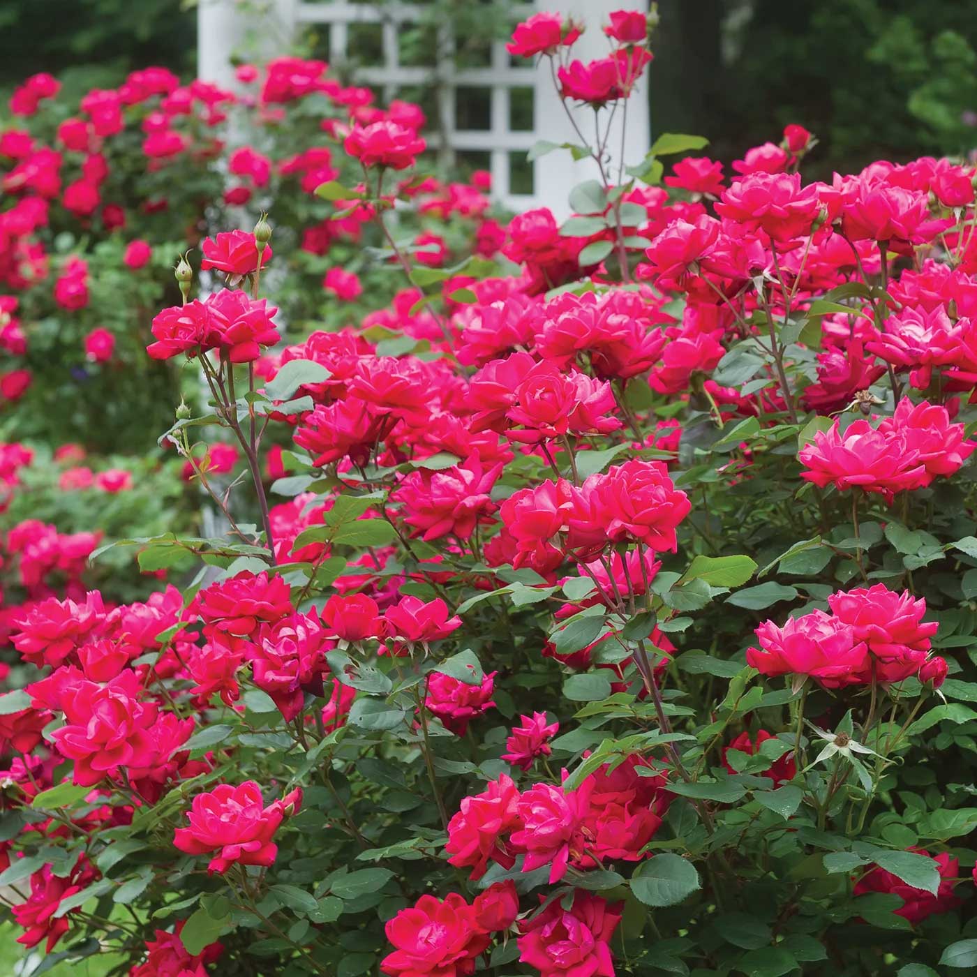 DOUBLE RED ROSE 2gal