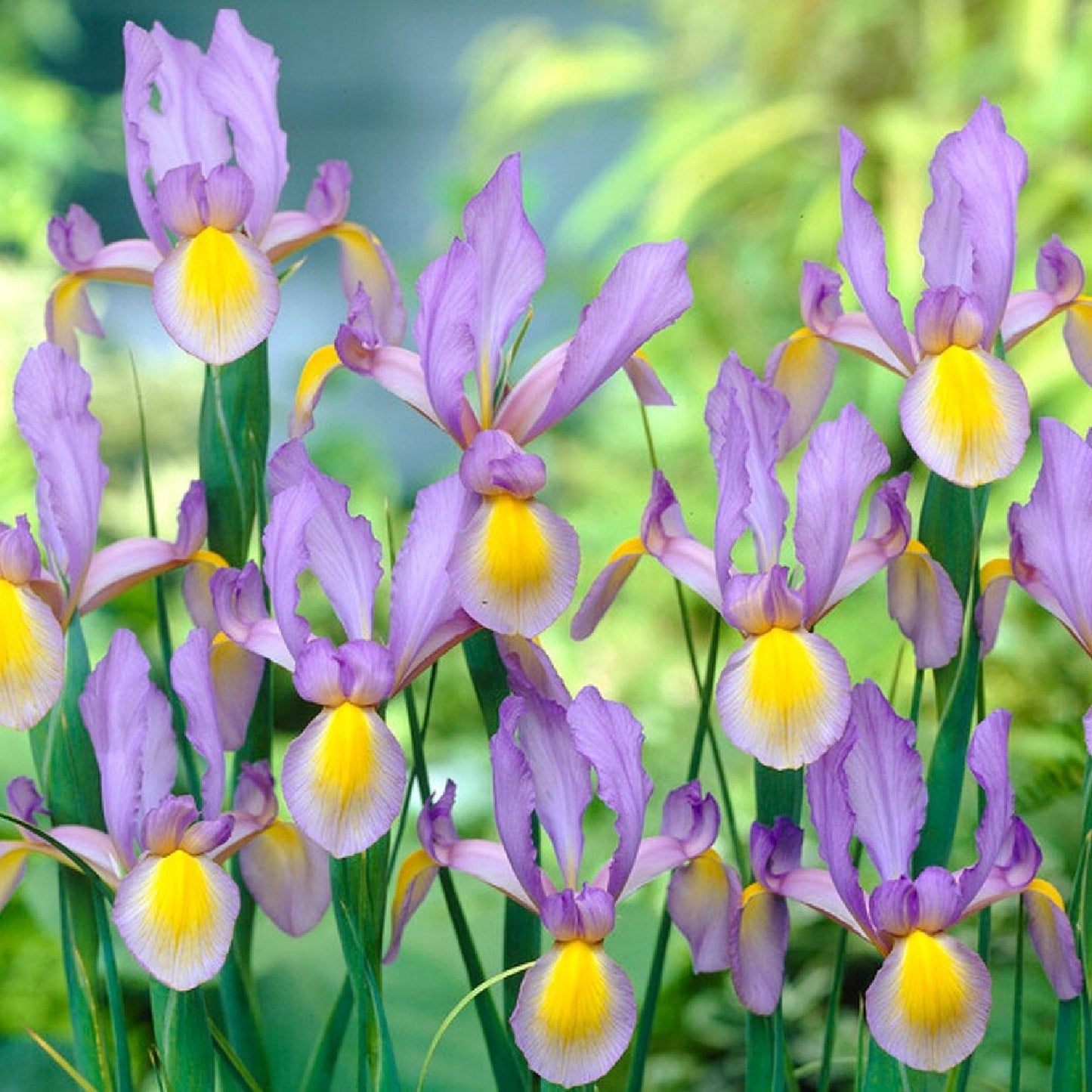 Dutch Iris - Rosario