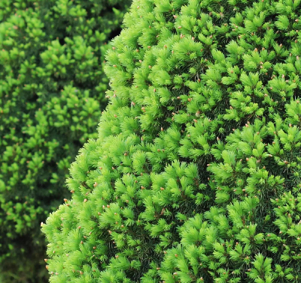 ALBERTA SPRUCE 2gal