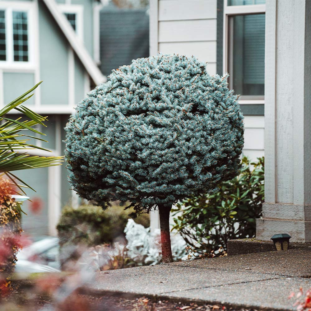 GLOBE BLUE SPRUCE TOPIARY 5gal