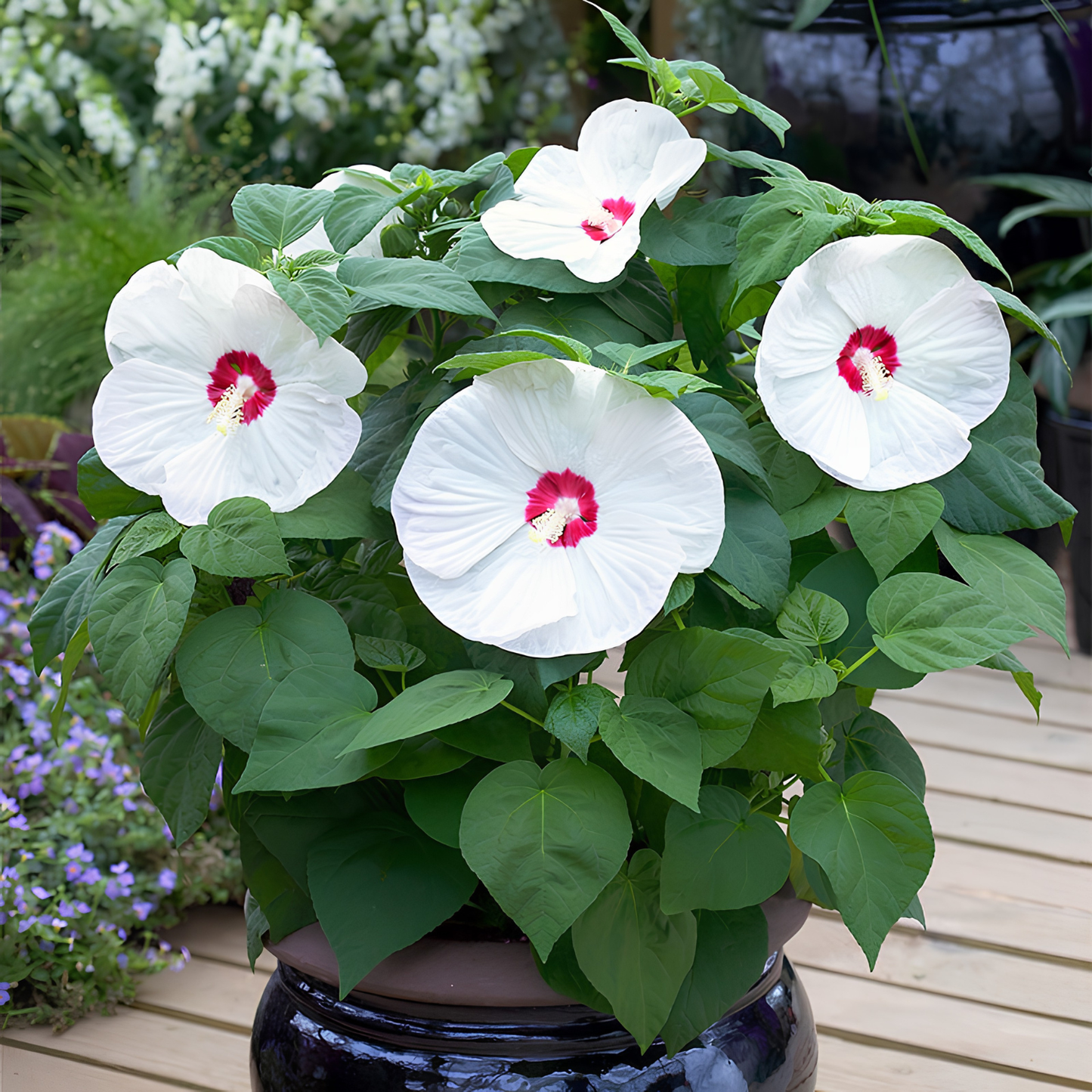 Potted plant with white flowers and green leaves on a wooden deck