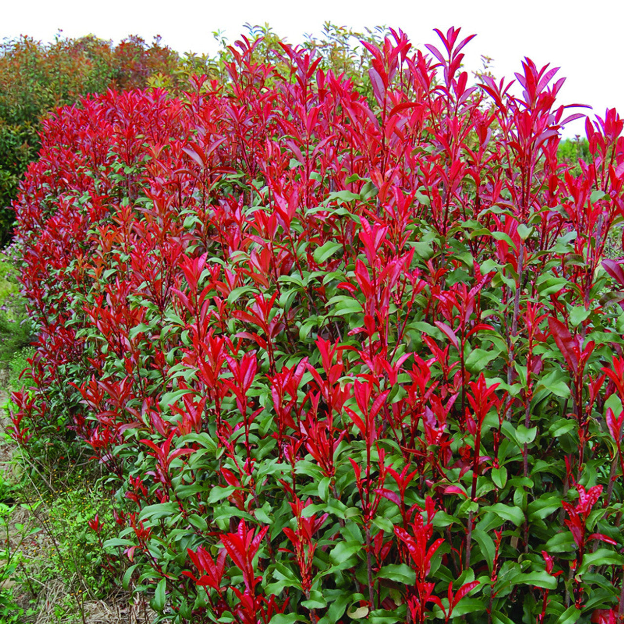 RED DYNAMO PHOTINIA 2gal