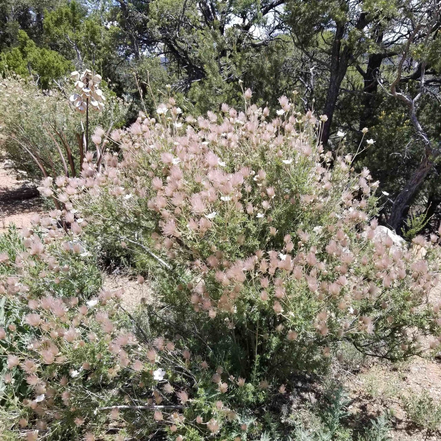 APACHE PLUME 1gal