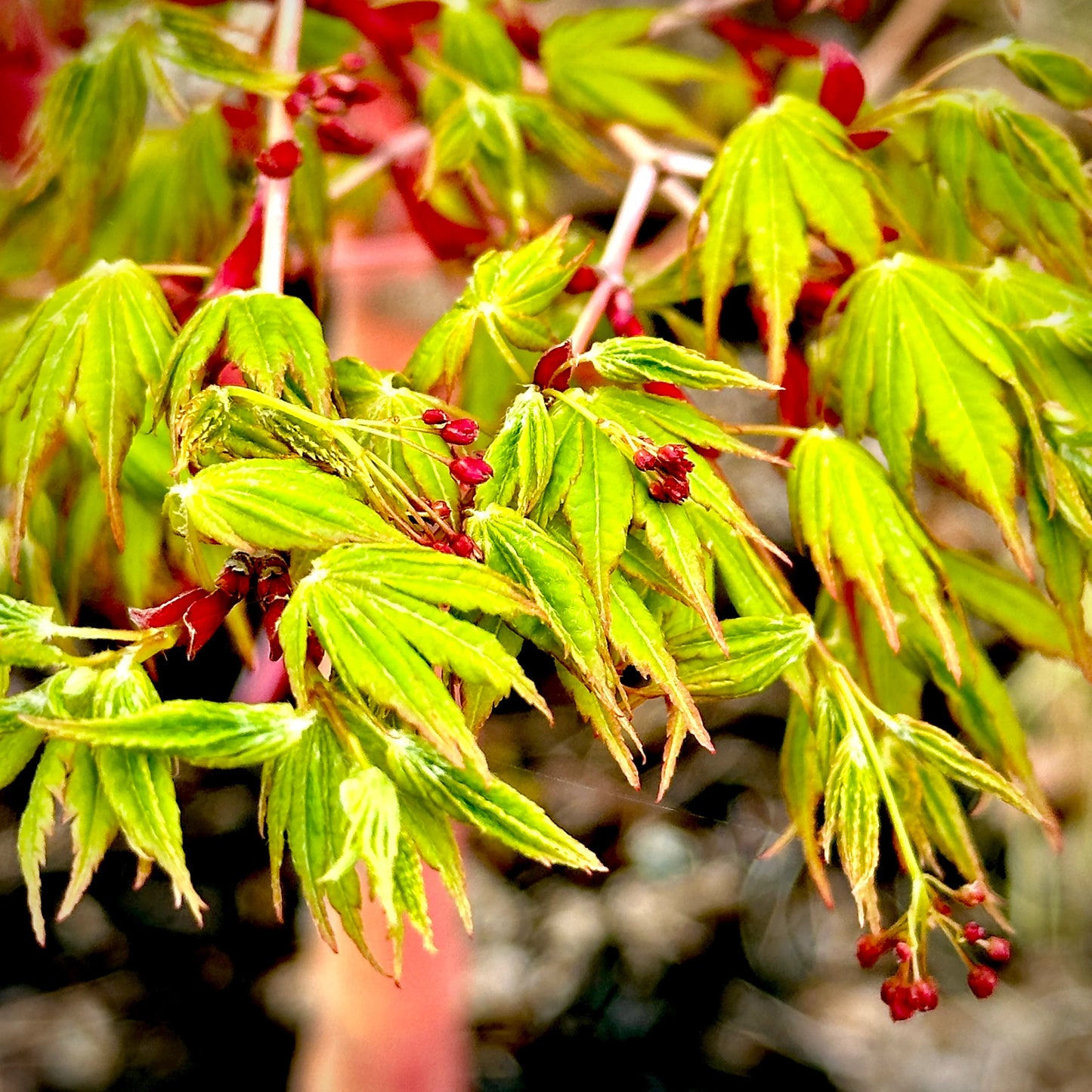 CORAL BARK JAPANESE MAPLE 2gal