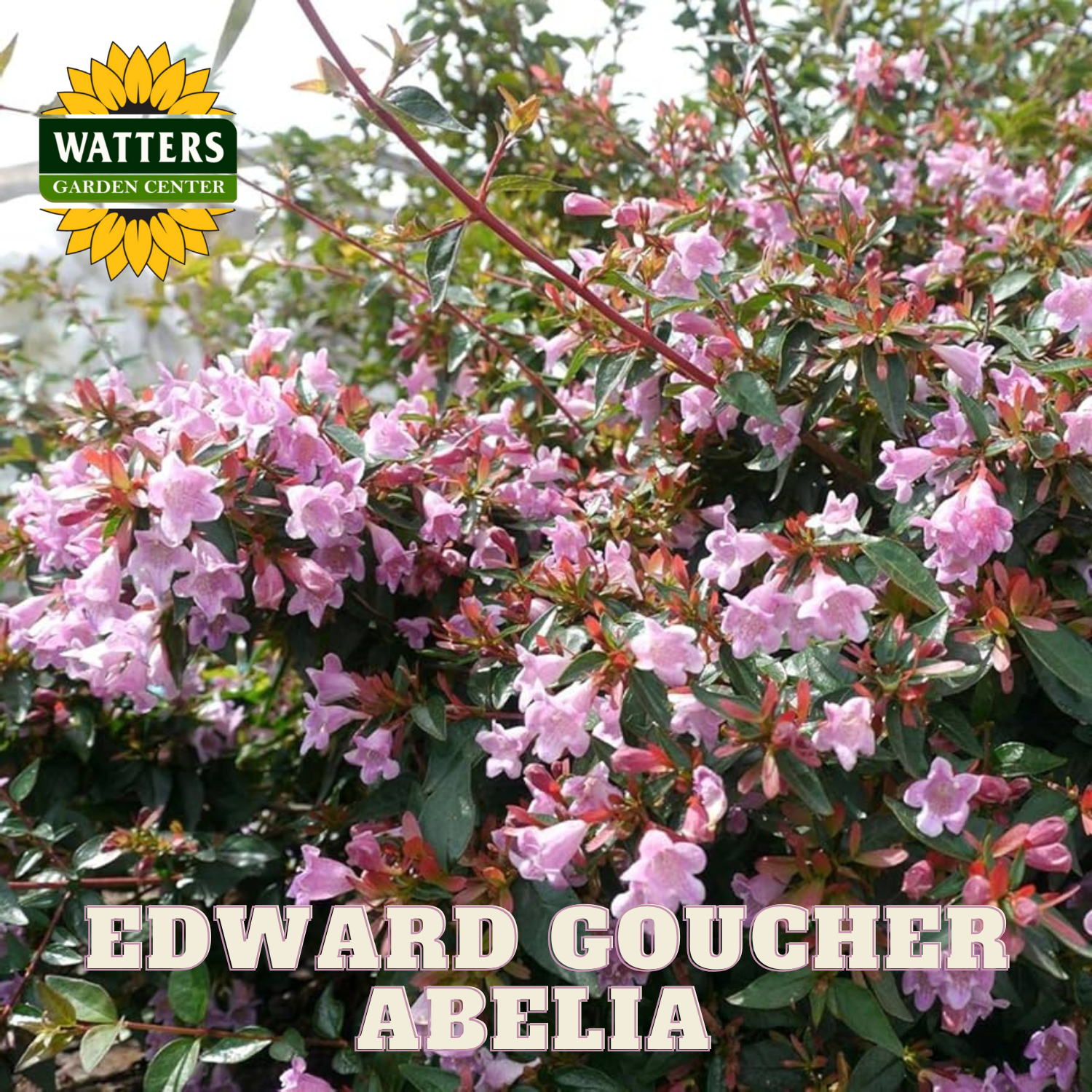 EDWARD GOUCHER ABELIA 3/5gal – Watters Garden Center