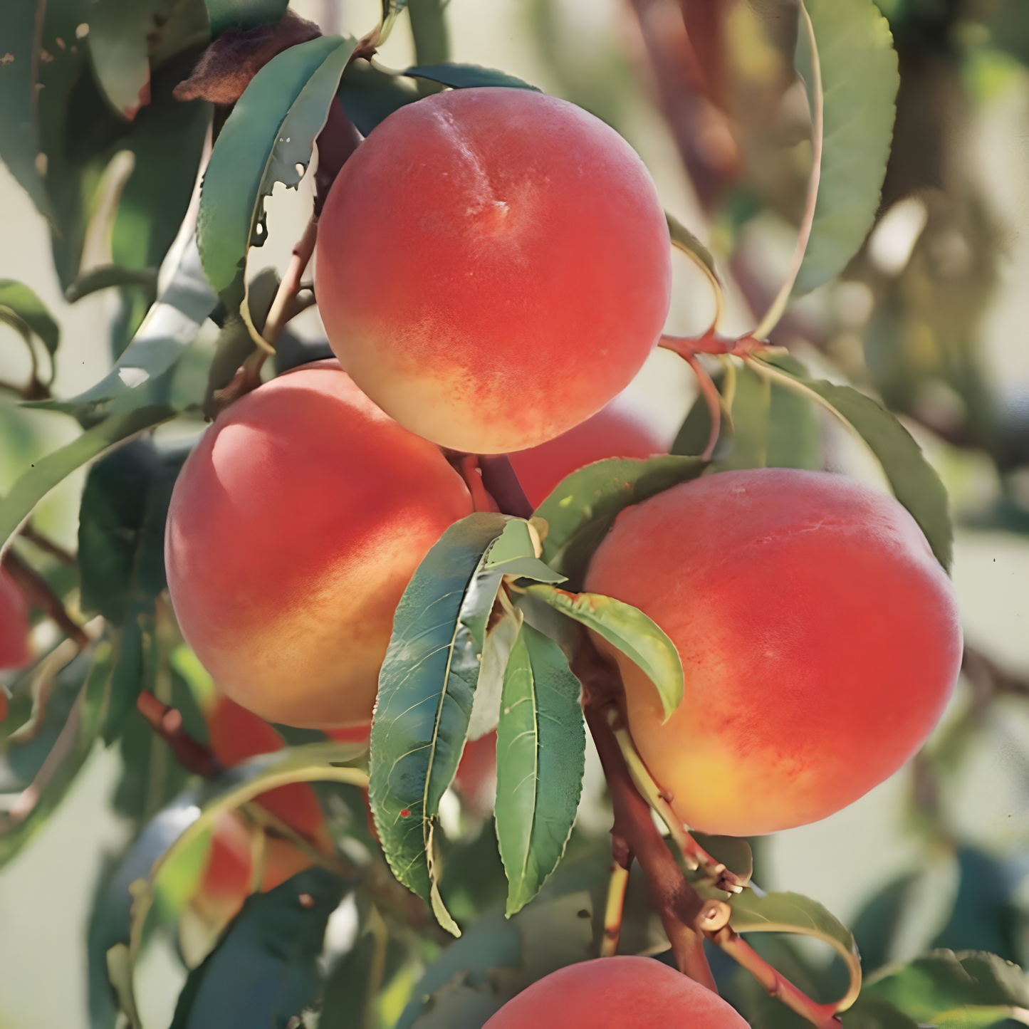 Ripe peaches on a tree branch with green leaves.
