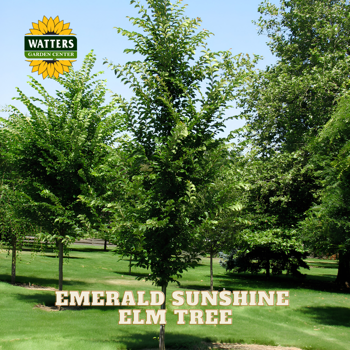 A young Emerald Sunshine Elm tree shown outdoors in a landscaped yard or nursery setting, with grass, other trees, blue sky, and a Watters Garden Centers logo in the top left. Large text at the bottom reads 'EMERALD SUNSHINE ELM TREE'.