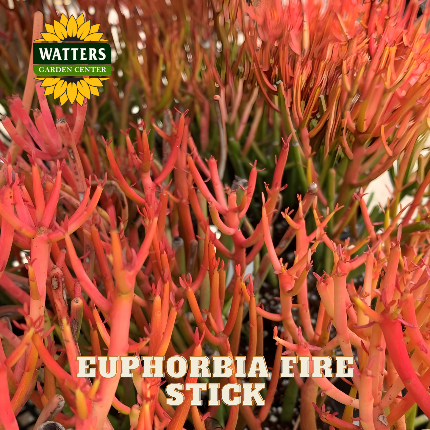 Euphorbia plant with red-orange stems labeled 'Watters Garden Center' and 'Euphorbia Fire Stick'.
