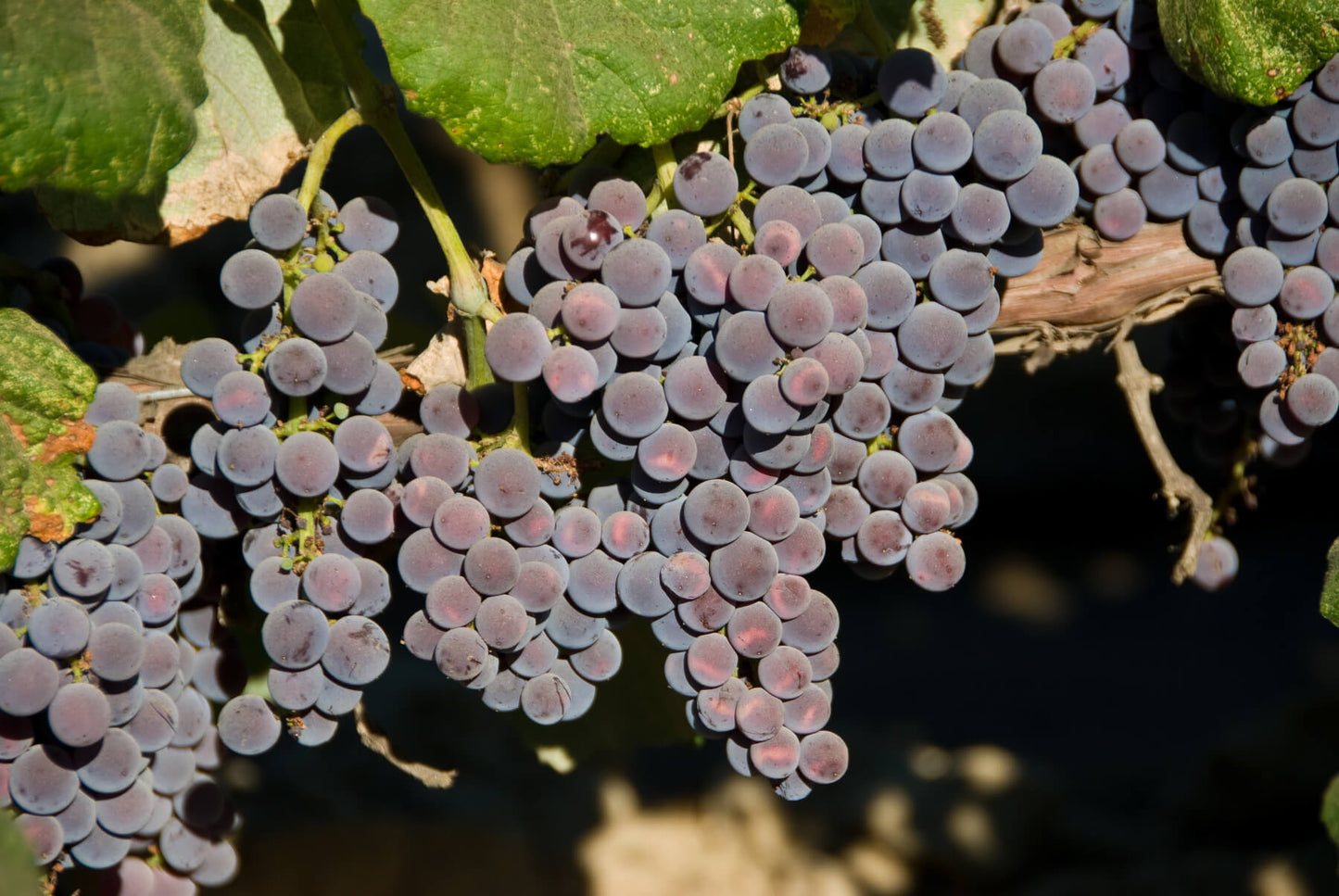 EASTERN CONCORD GRAPE 1gal