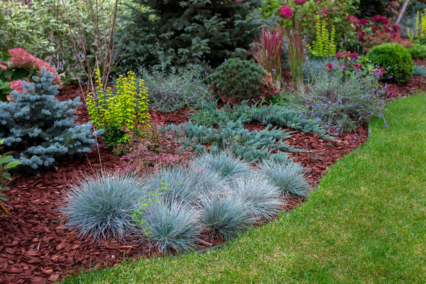BLUE FESCUE 1 GAL