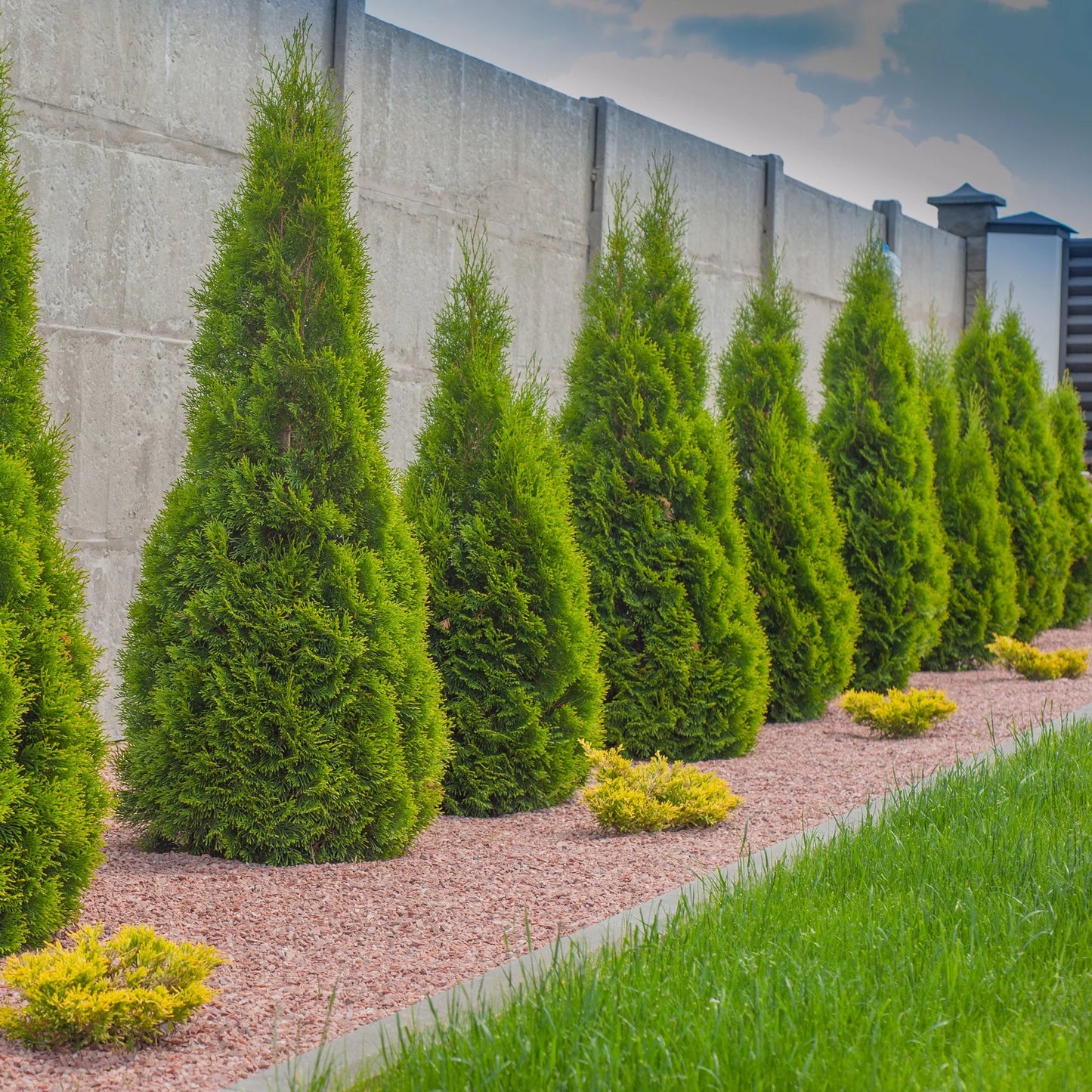 EMERALD GREEN ARBORVITAE 5gal.