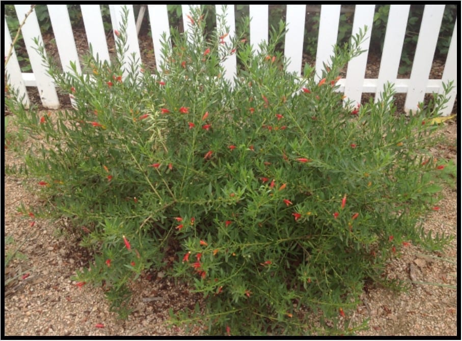 WINTER BLAZE EMU BUSH 2 GAL