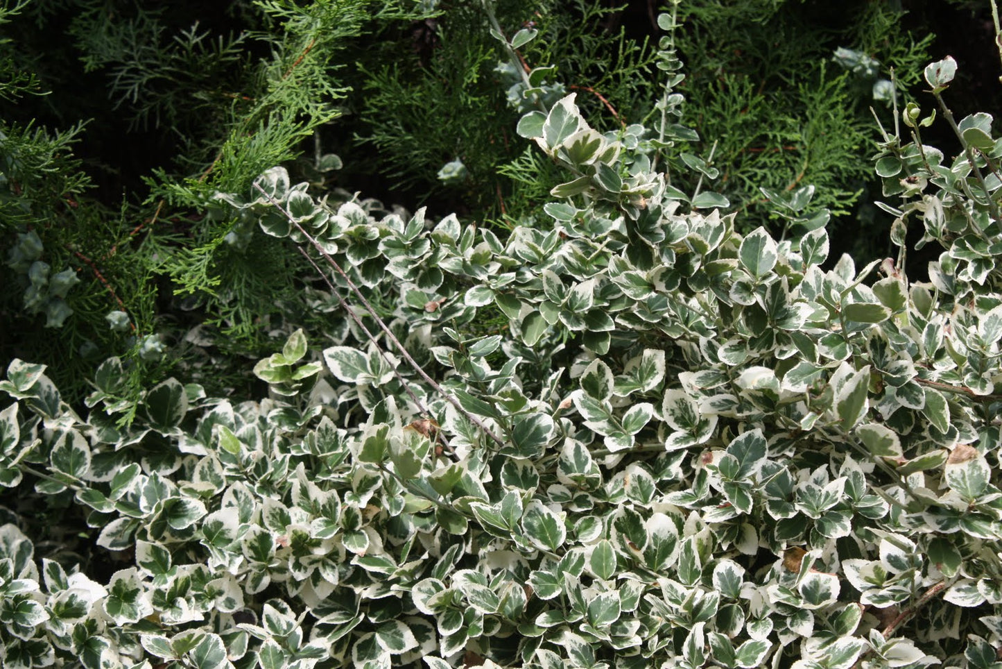 IVORY JADE EUONYMUS 2gal