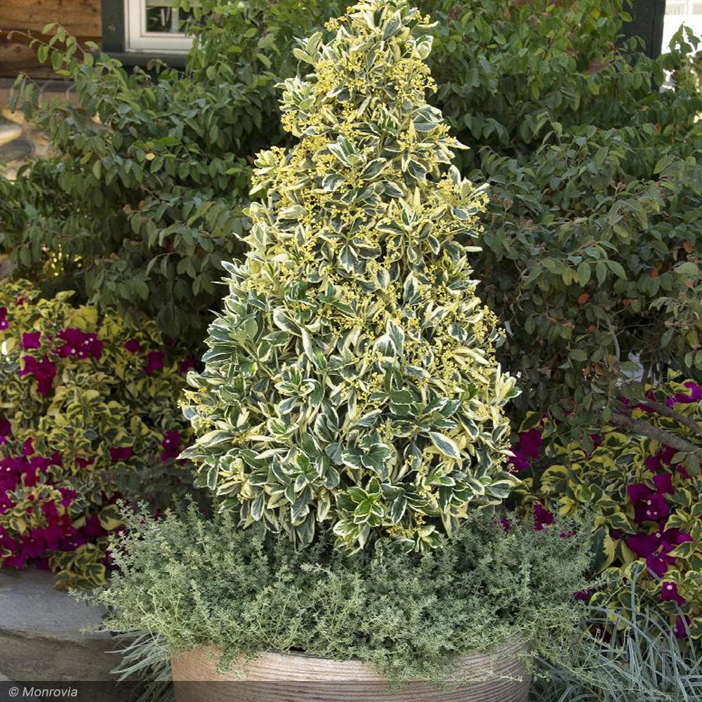SILVER KING EUONYMUS 3gal