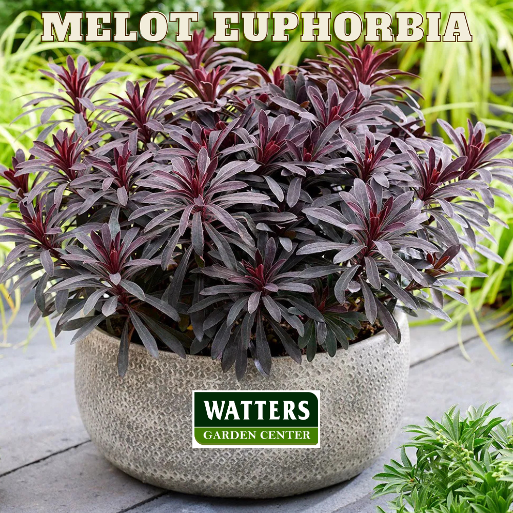 Euphorbia 1 Gallon