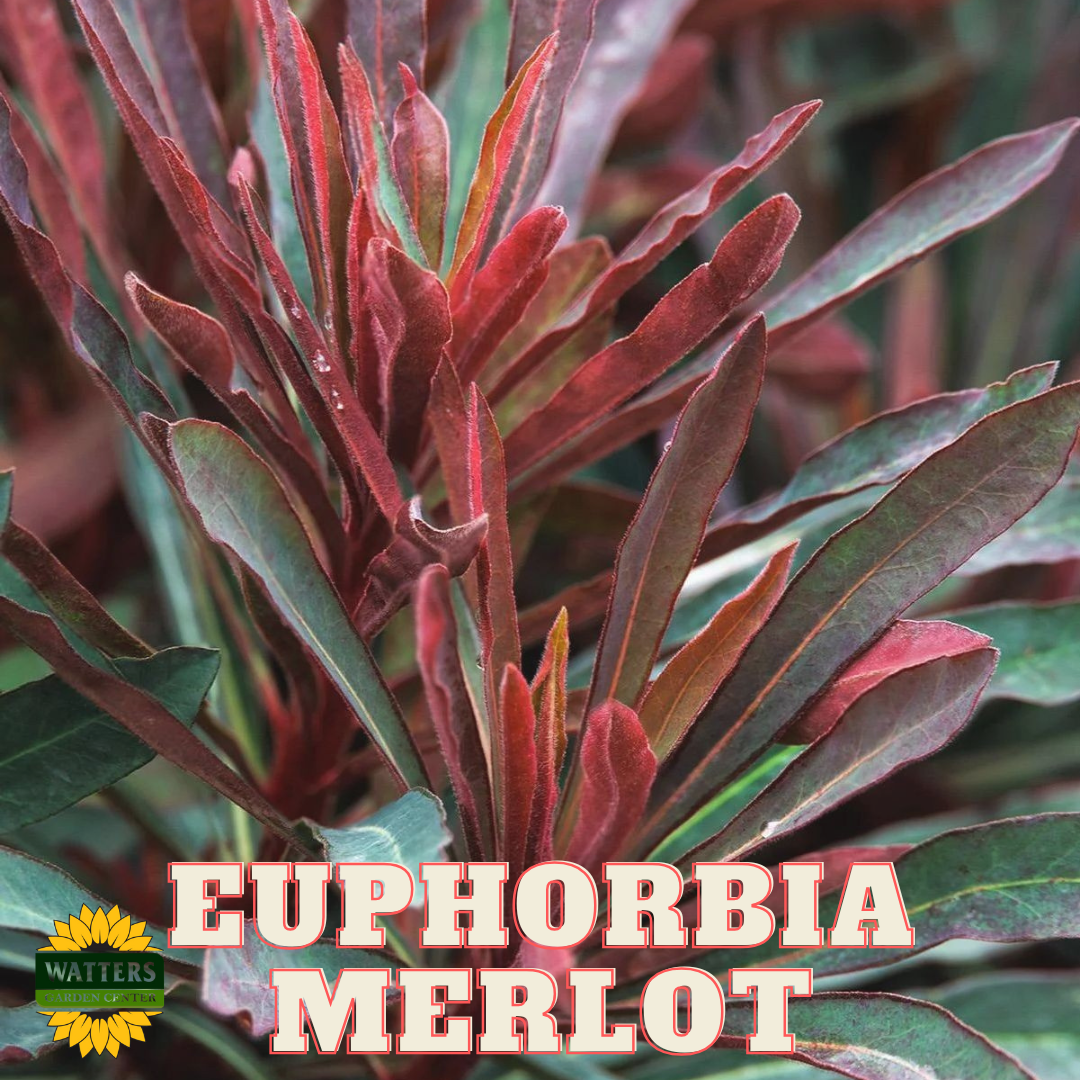 Euphorbia 1 Gallon