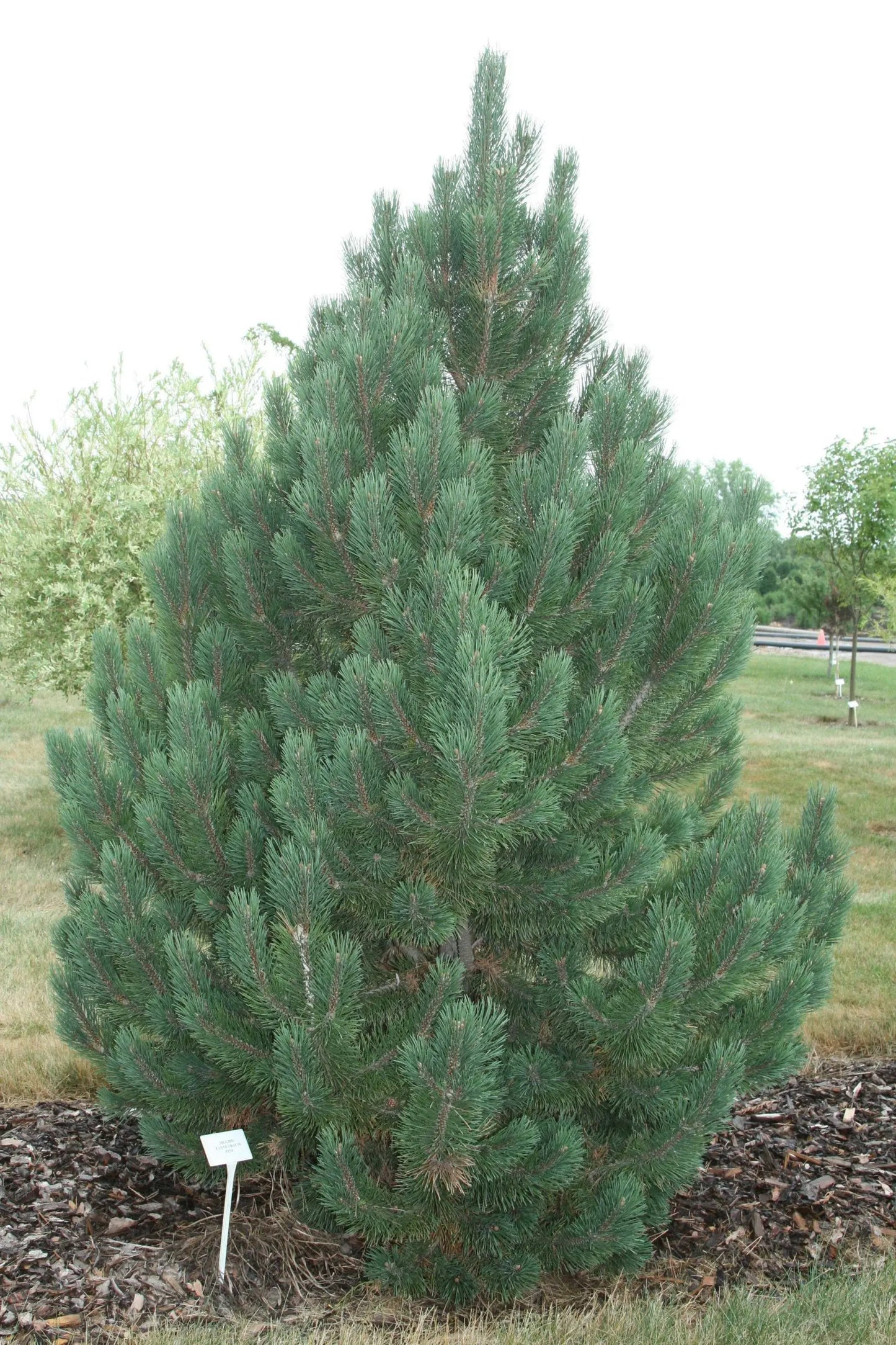 TANNENBAUM MUGO PINE 5gal