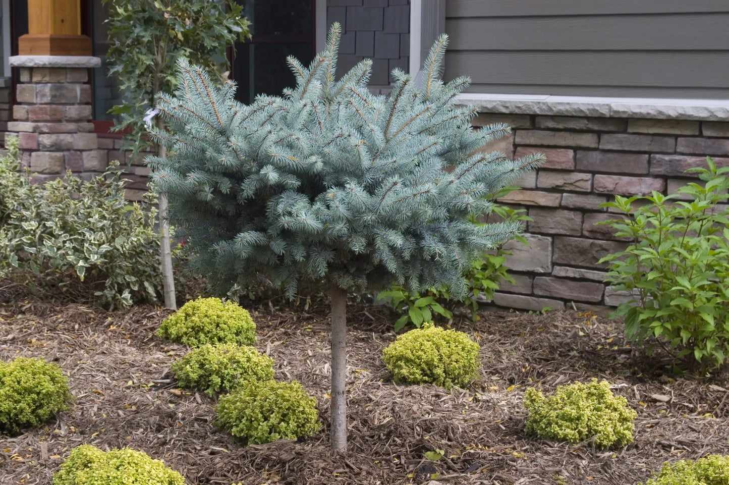 GLOBE BLUE SPRUCE TOPIARY 5gal
