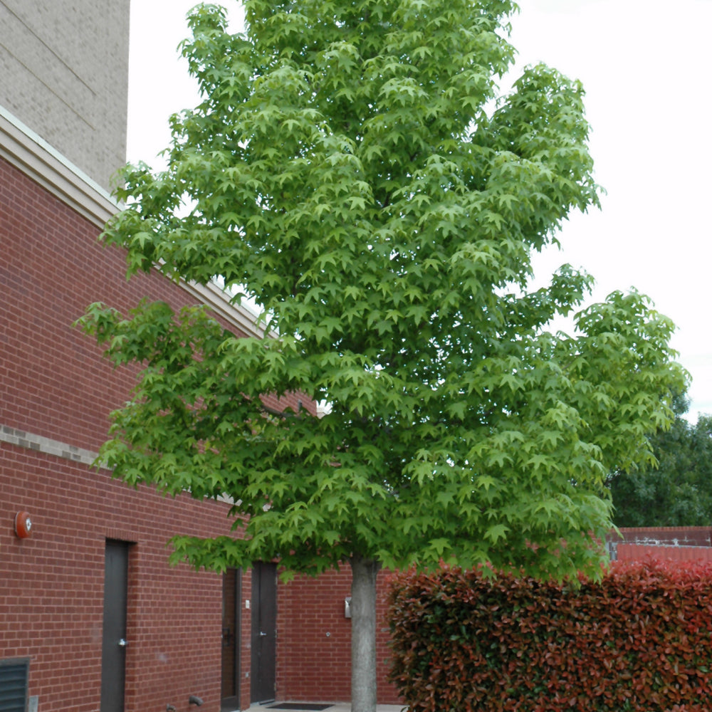 Happidaze Sweetgum (LIQUIDAMBAR HAPPIDAZE) - 3 gallon TREE