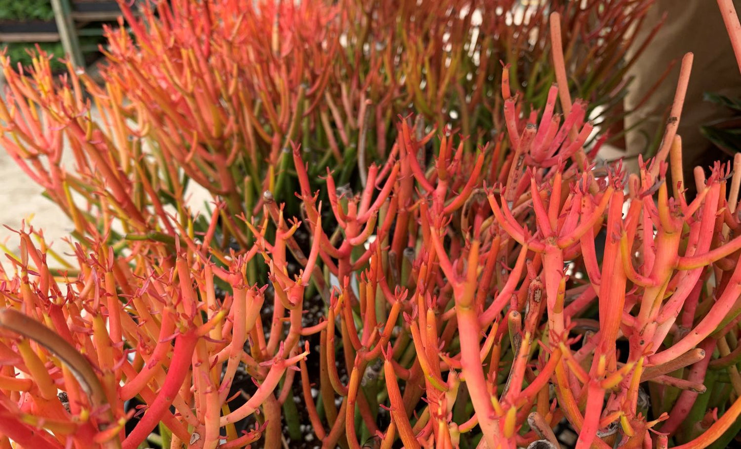 EUPHORBIA FIRE STICK 6in