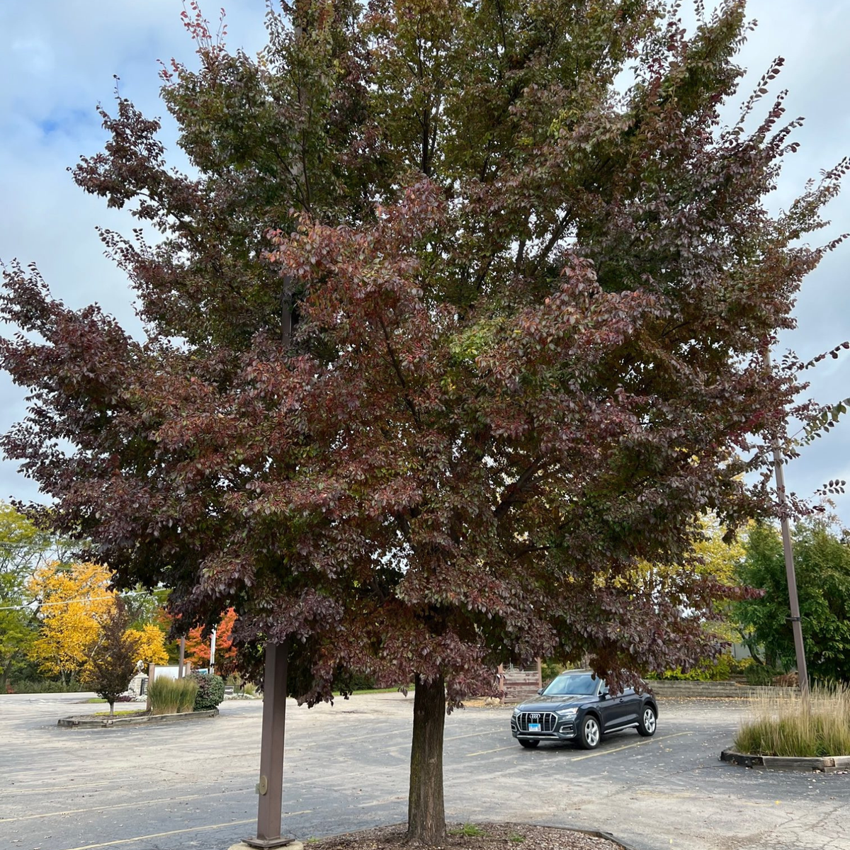 A large deciduous tree with dark reddish-purple autumn foliage stands in an outdoor parking lot. A black car is visible in the background, along with other trees and a cloudy sky.