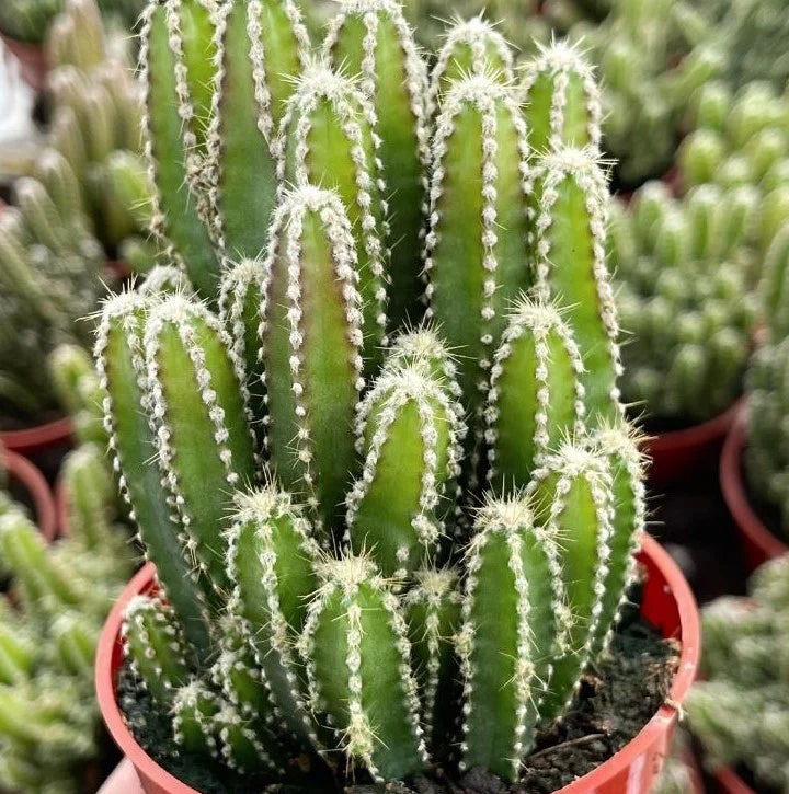 CEREUS 'FAIRY CASTLE CACTUS' 3in