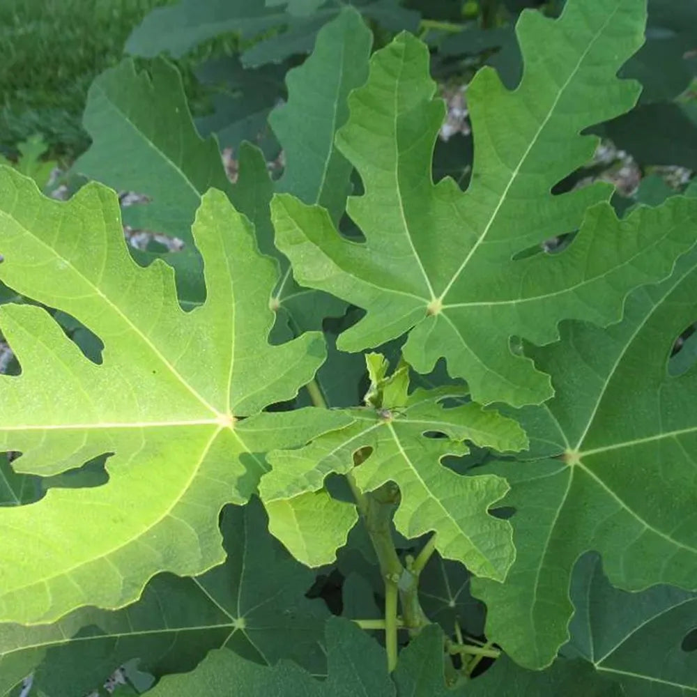 CHICAGO HARDY FIG 5gal